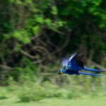 Pantanal blauwe ara papegaai