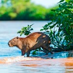 Pantanal capibara