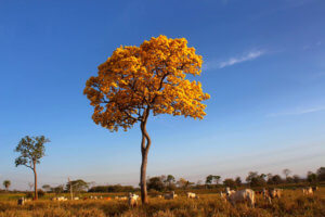 Pantanal Yellow Tabébuia Tree